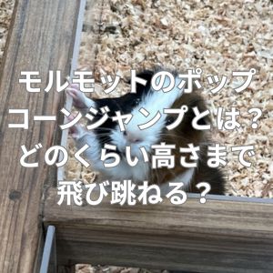 モルモットのポップコーンジャンプとは？どのくらい高さまで飛び跳ねる？