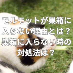 モルモットが巣箱に入らない理由とは？巣箱に入らない時の対処法は？