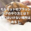 モルモットのブラッシングのやり方とは？してはいけない場所はある？