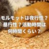モルモットは夜行性？昼行性？活動時間は何時間くらい？