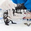 モルモットは病気になりやすい？病気のサインや症状とは？