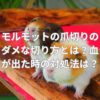 モルモットの爪切りのダメな切り方とは？血が出た時の対処法とは？