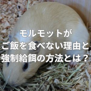 モルモットがご飯を食べない理由と強制給餌の方法とは？