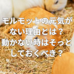 モルモットの元気がない理由とは？動かない時はそっとしておくべき？
