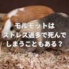 モルモットはストレス過多で死んでしまうこともある？ストレス過多のサインとは？