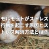 モルモットがストレス行動を起こす原因とストレス解消方法とは？