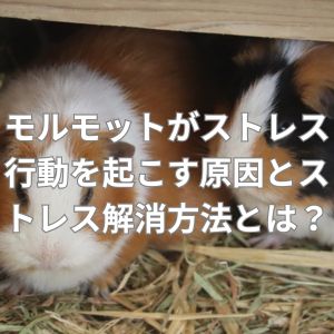 モルモットがストレス行動を起こす原因とストレス解消方法とは？