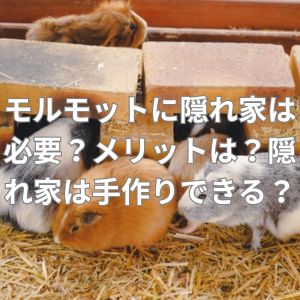 モルモットに隠れ家は必要？メリットは？隠れ家は手作りできる？