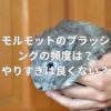 モルモットのブラッシングの頻度は？やりすぎは良くない？