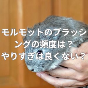モルモットのブラッシングの頻度は？やりすぎは良くない？