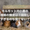 モルモットの小屋の掃除の頻度は？掃除しすぎるのも良くない？