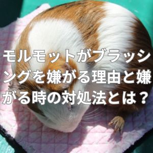 モルモットがブラッシングを嫌がる理由と嫌がる時の対処法とは？