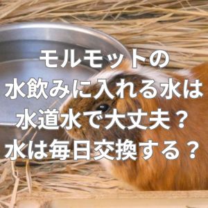 モルモットの水飲みに入れる水は水道水で大丈夫？水は毎日交換する？