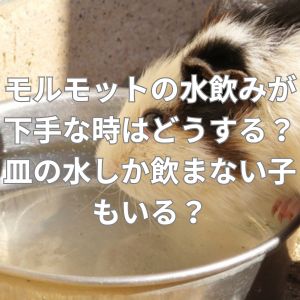 モルモットの水飲みが下手な時はどうする？皿の水しか飲まない子もいる？