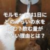 モルモットは1日にどのくらいの水を飲む？飲む量が少ない理由とは？