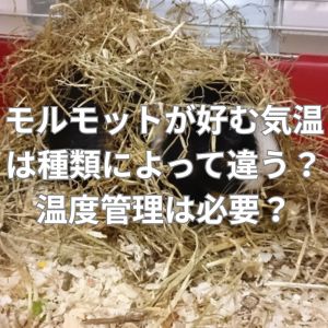 モルモットが好む気温は種類によって違う？温度管理と温度計は必要？