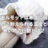 モルモットは寒さに弱い？耐えられる温度と寒い時の行動とは？