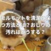 モルモットを清潔に保つ方法とは？おしりの汚れはどうする？