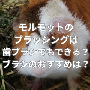 モルモットのブラッシングは歯ブラシでもできる？ブラシのおすすめは？