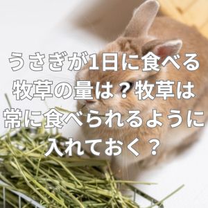うさぎが1日に食べる牧草の量は？牧草は常に食べられるように入れておく？
