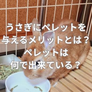 うさぎにペレットを与えるメリットとは？ペレットは何で出来ている？