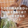 うさぎが餌入れをひっくり返す理由とは？高さは低すぎると良くない？