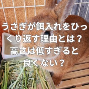 うさぎが餌入れをひっくり返す理由とは？高さは低すぎると良くない？