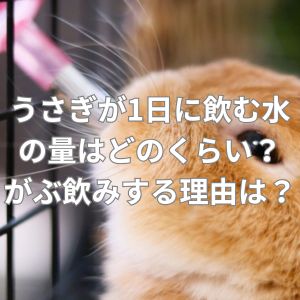 うさぎが1日に飲む水の量はどのくらい？がぶ飲みする理由とは？