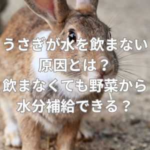 うさぎが水を飲まない原因とは？飲まなくても野菜から水分補給できる？