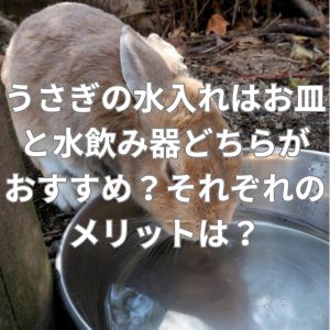 うさぎの水入れはお皿と水飲み器どちらがおすすめ？それぞれのメリットは？