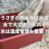 うさぎの飲み水は水道水で大丈夫？入れる水は温度管理も重要？