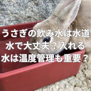 うさぎの飲み水は水道水で大丈夫？入れる水は温度管理も重要？