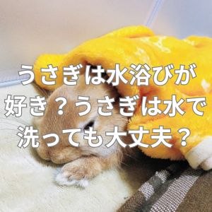 うさぎは水浴びが好き？うさぎは水で洗っても大丈夫？