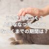 うさぎはなつく？上手ななつかせ方となつくまでの期間とは？