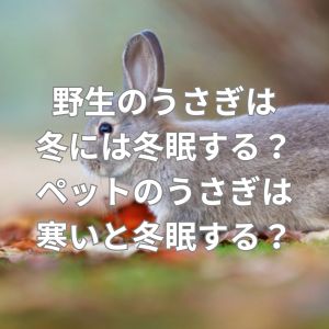 野生のうさぎは冬には冬眠する？ペットのうさぎは寒いと冬眠する？