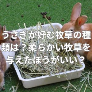 うさぎが好む牧草の種類は？柔らかい牧草を与えたほうがいい？