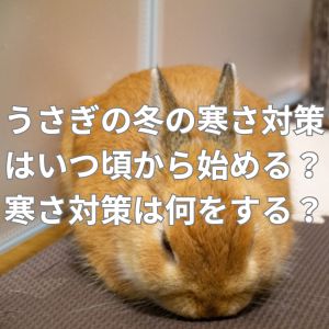 うさぎの冬の寒さ対策はいつ頃から始める？寒さ対策は何をする？