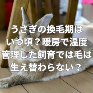 うさぎの換毛期はいつ頃？暖房で温度管理した飼育では毛は生え替わらない？