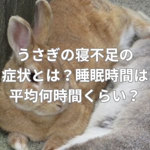 うさぎの寝不足の症状とは？睡眠時間は平均何時間くらい？