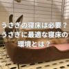 うさぎの寝床は必要？うさぎに最適な寝床の環境とは？