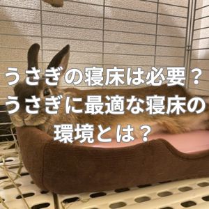 うさぎの寝床は必要？うさぎに最適な寝床の環境とは？