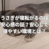 うさぎが寝転がるのは安心感の証？安心して寝やすい環境とは？