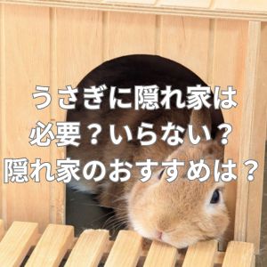 うさぎに隠れ家は必要?いらない?隠れ家のおすすめは?
