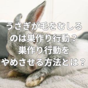 うさぎが毛をむしるのは巣作り行動？巣作り行動をやめさせる方法とは？