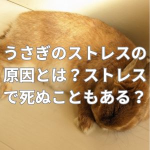 うさぎのストレスの原因とは？ストレスで死ぬこともある？