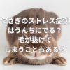 うさぎのストレス症状はうんちにでる？下痢になる？毛が抜けてしまうこともある？