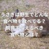 うさぎは野生でどのような食べ物を食べている？飼育で与えるべき食べ物とは？