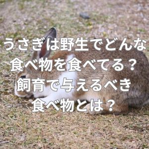 うさぎは野生でどのような食べ物を食べている？飼育で与えるべき食べ物とは？
