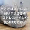 うさぎはストレスに弱い？うさぎのストレスサインや見分け方とは？