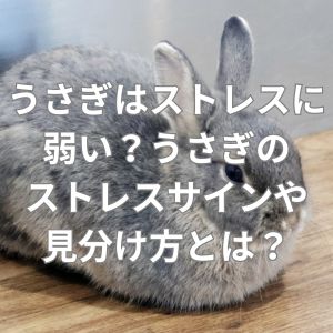 うさぎはストレスに弱い？うさぎのストレスサインや見分け方とは？